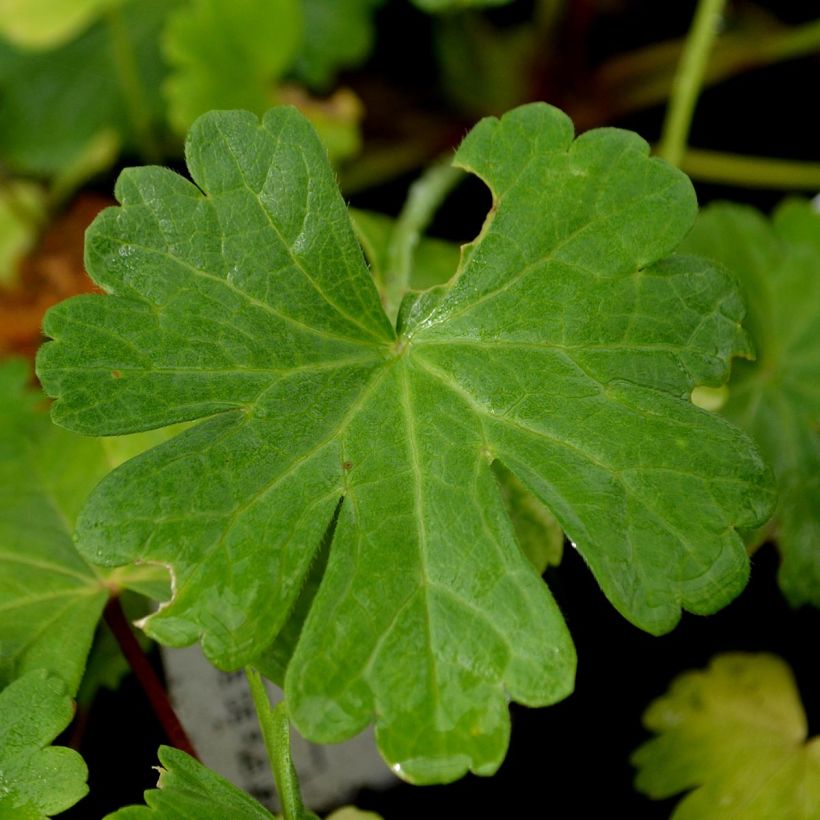 Sidalcea candida (Fogliame)