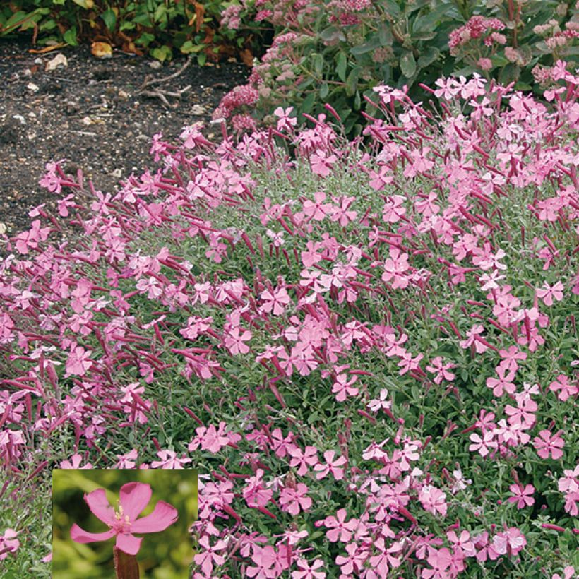 Silene schafta Splendens (Fioritura)