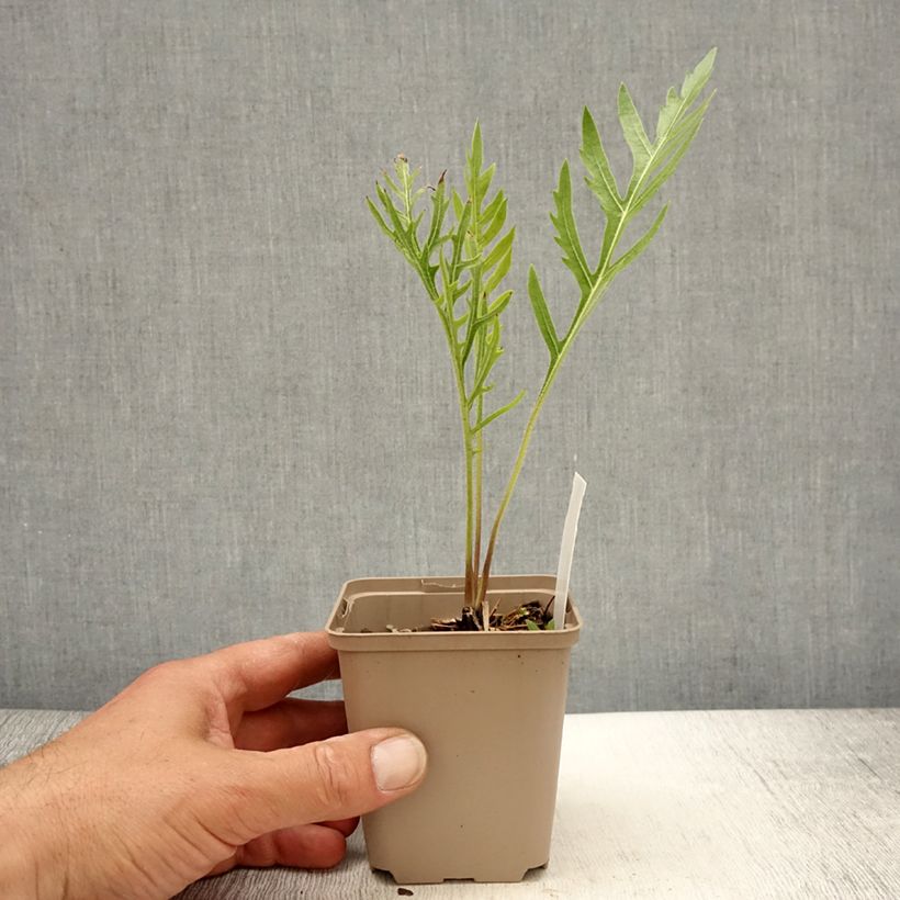 Silphium laciniatum - Plante boussole Godet de 9cm esemplare consegnato in primavera