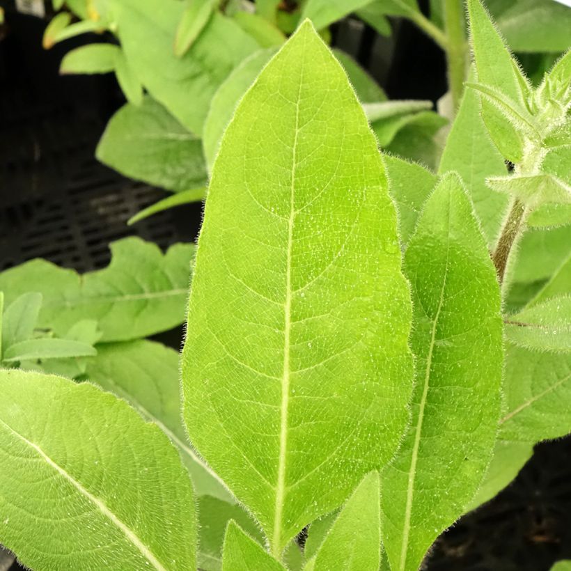 Silphium mohrii (Fogliame)