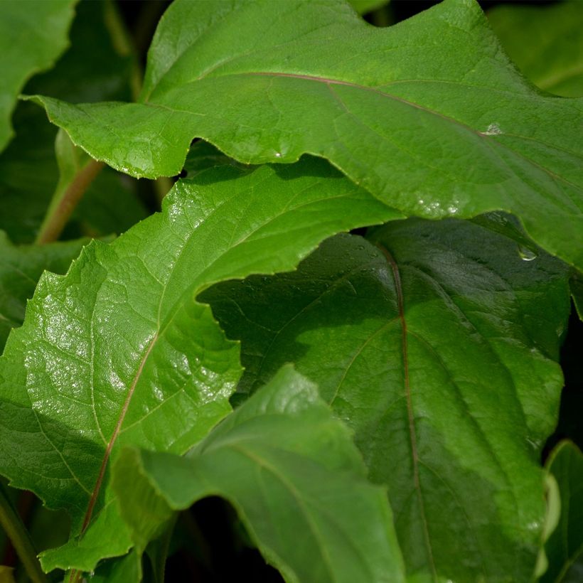 Silphium perfoliatum (Fogliame)