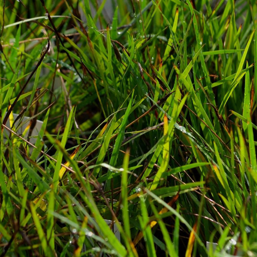 Sisyrinchium bellum (Fogliame)