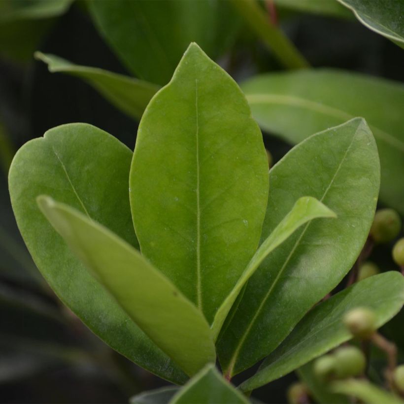 Skimmia japonica Veitchii (Fogliame)