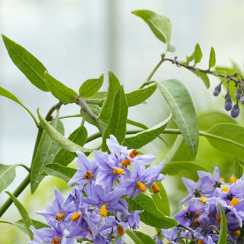 Solanum crispum Glasnevin (Fogliame)