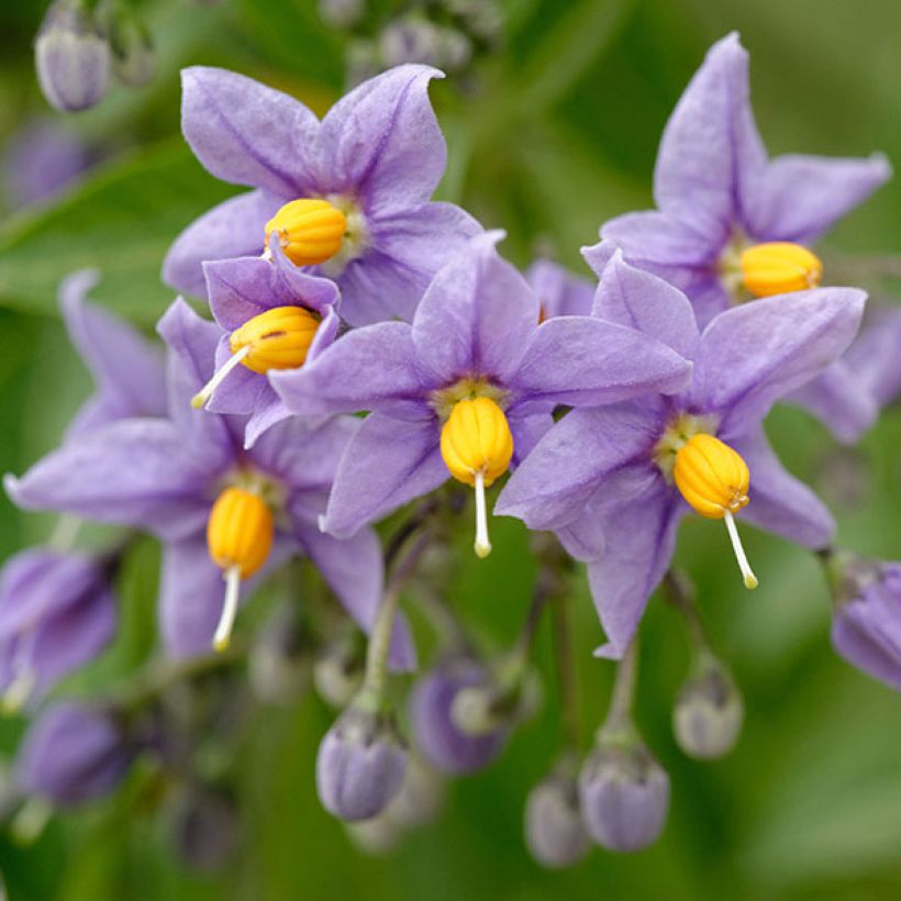 Solanum crispum Glasnevin (Fioritura)