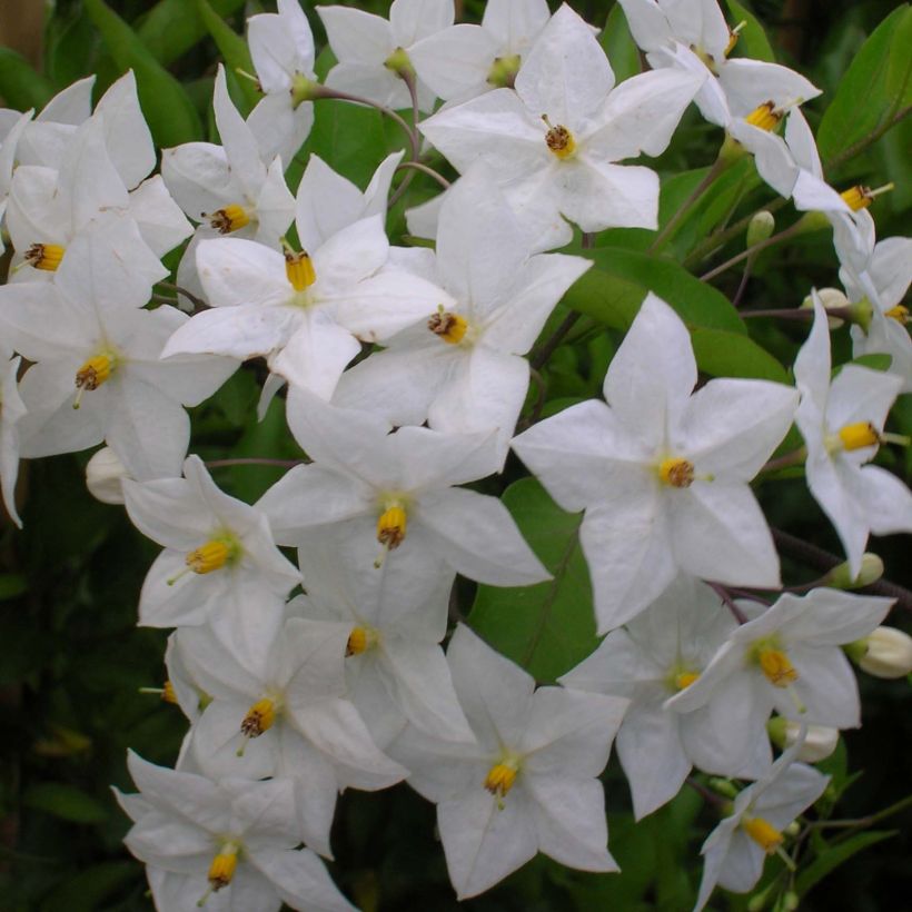 Solanum jasminoides Album (Fioritura)