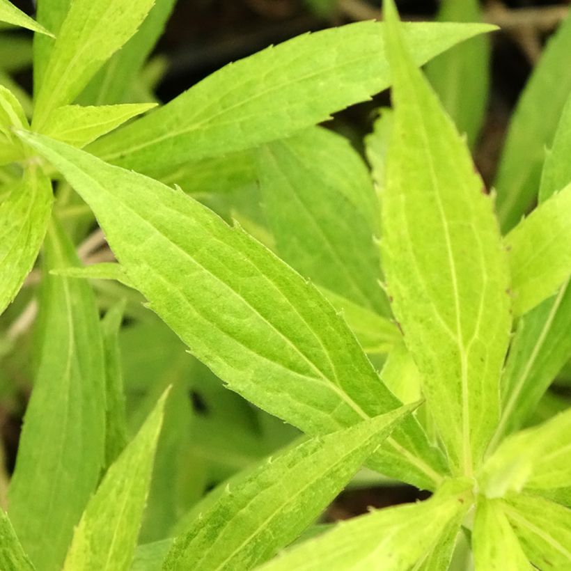 Solidago Golden Mosa - Verga d'oro (Fogliame)