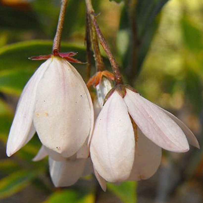 Sollya heterophylla Alba (Fioritura)