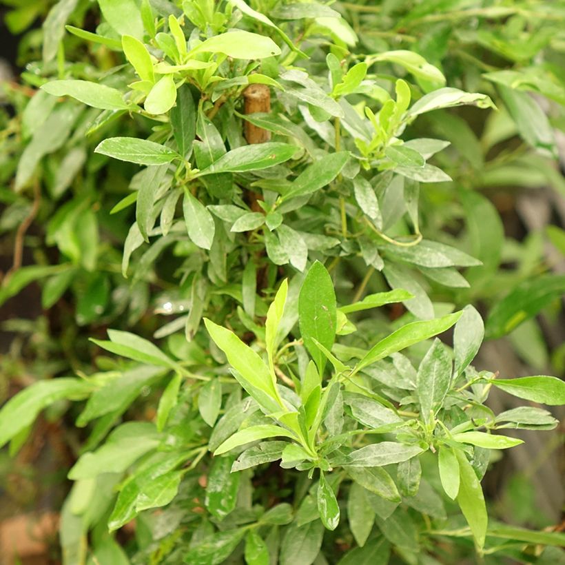 Sollya heterophylla Rosea (Fogliame)