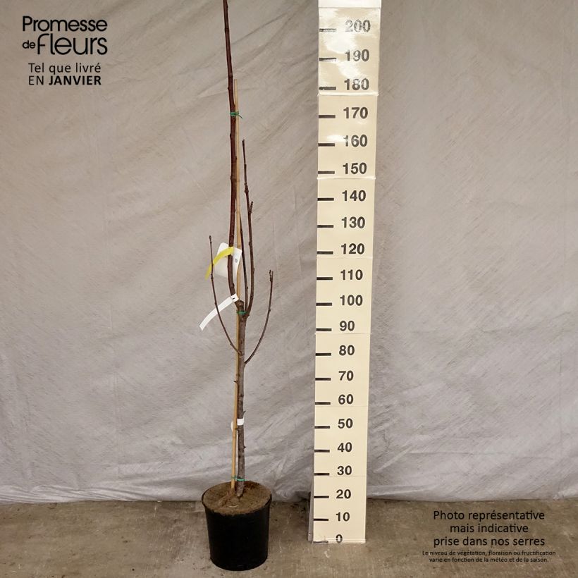 Sorbier des oiseleurs - Sorbus aucuparia Sheerwater Seedling Pot de 12L/15L esemplare consegnato in inverno