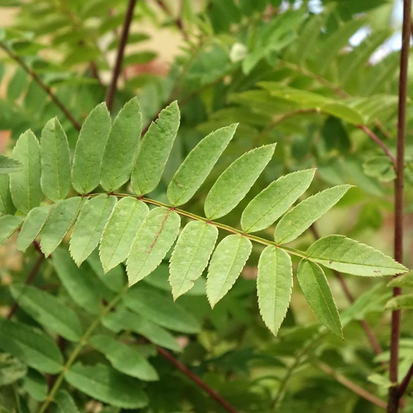 Sorbus arnoldiana Pink Veil (Fogliame)