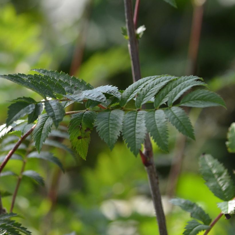 Sorbus aucuparia - Sorbo degli uccellatori (Fogliame)