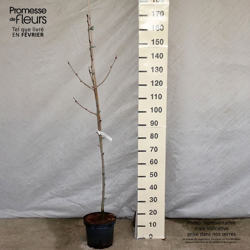 Sorbus scalaris - Sorbier à feuilles de fougère Pot de 7,5L/10L esemplare consegnato in inverno