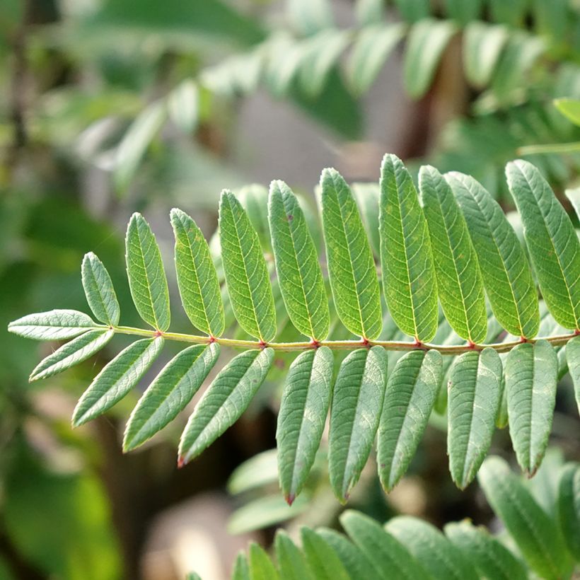 Sorbus scalaris (Fogliame)