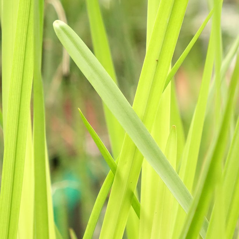 Sparganium erectum - Coltellaccio maggiore (Fogliame)