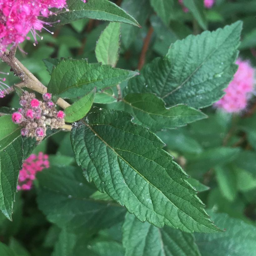 Spirea bumalda Superstar (Fogliame)