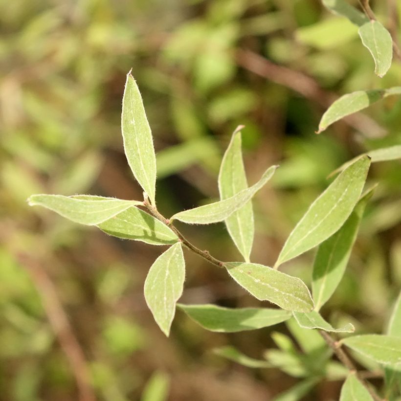 Spirea cinerea Graciosa (Fogliame)