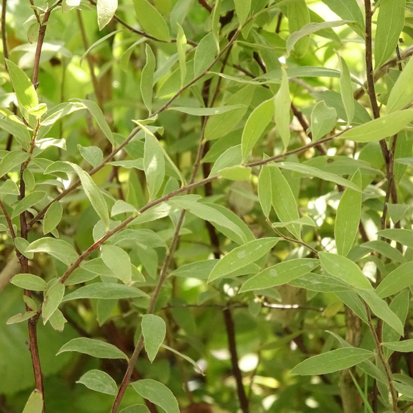 Spirea cinerea Grefsheim (Fogliame)