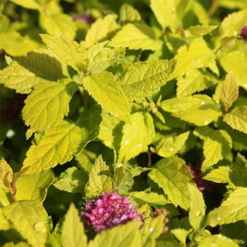 Spirea japonica Double Play Gold - Spirea del Giappone (Fogliame)