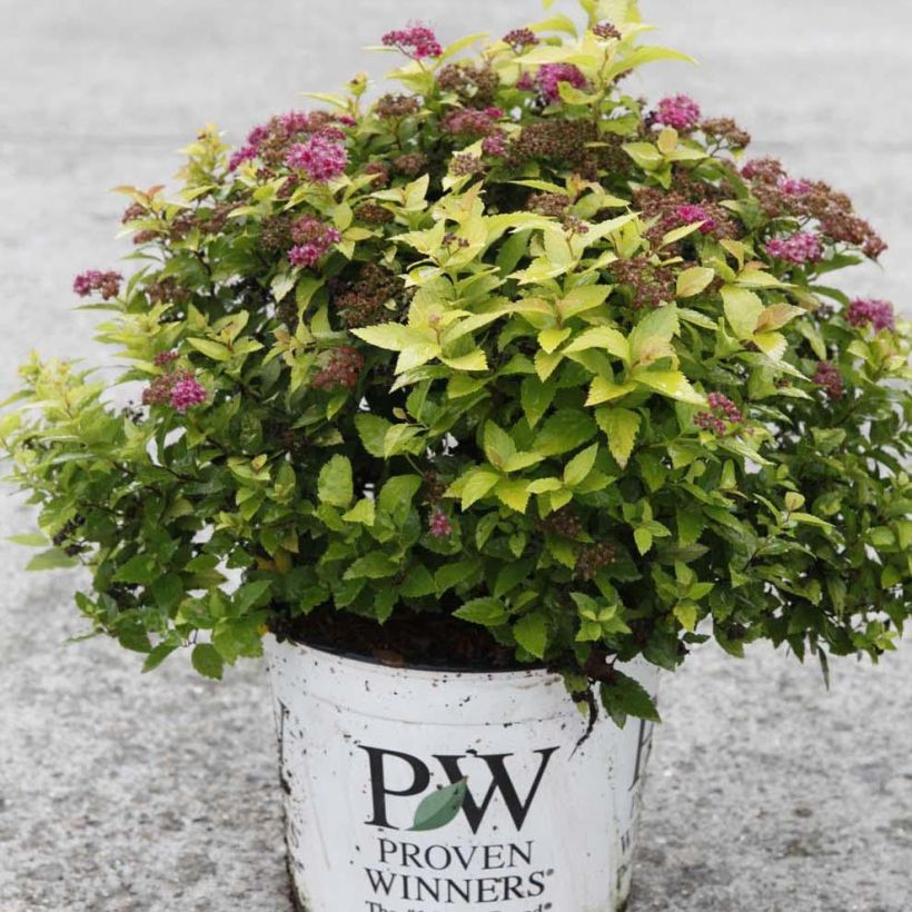 Spirea japonica Double Play Gold - Spirea del Giappone (Porto)