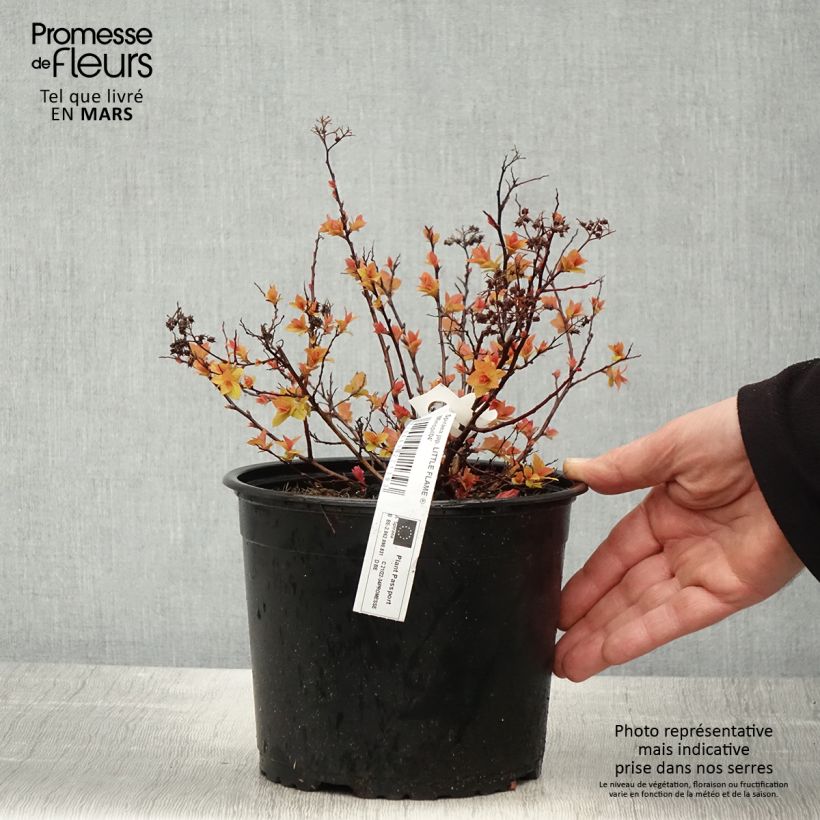 Spiraea japonica Little Flame Minspil04 - Spirée japonaise - Pot de 2L/3L esemplare consegnato in primavera