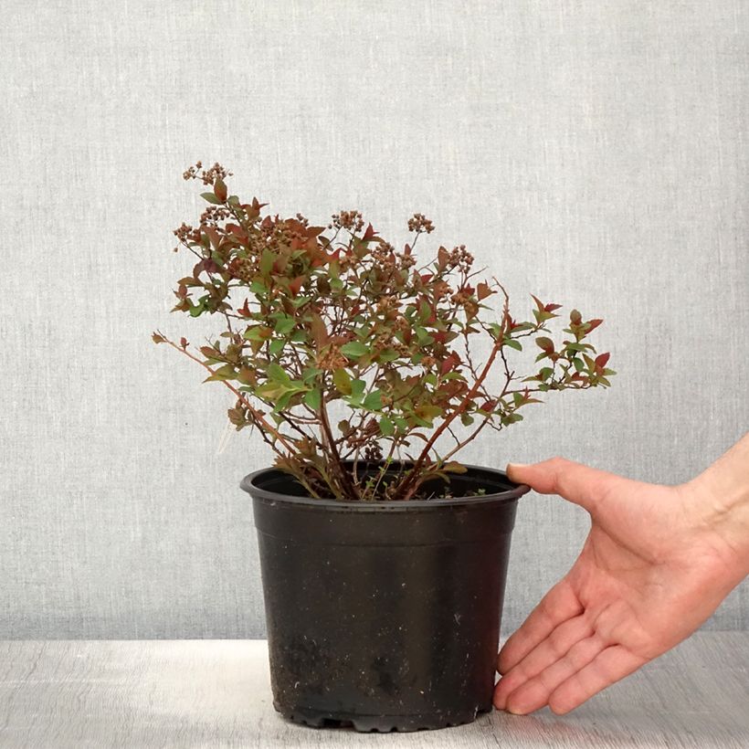 Spiraea japonica Merlo Green - Spirée japonaise Pot de 2L/3L esemplare consegnato in primavera