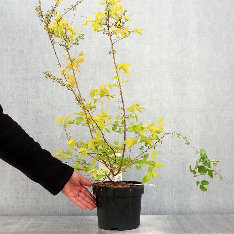 Spiraea prunifolia Goldfire - Spirée à feuilles de prunier Pot de 3L/4L esemplare consegnato in primavera