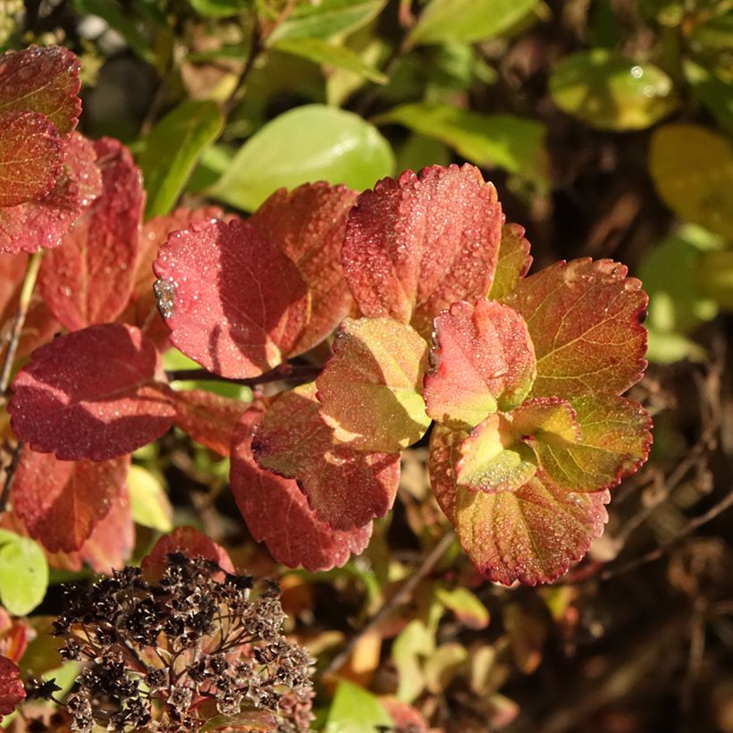 Spirea betulifolia Tor Gold (Fogliame)