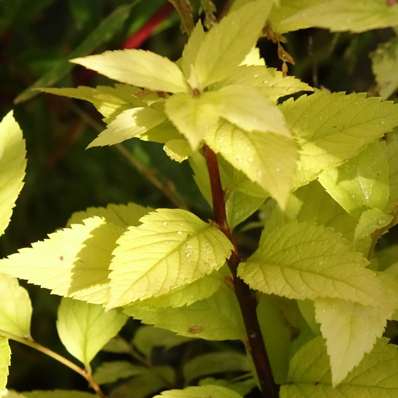 Spirea japonica Candlelight - Spirea del Giappone (Fogliame)