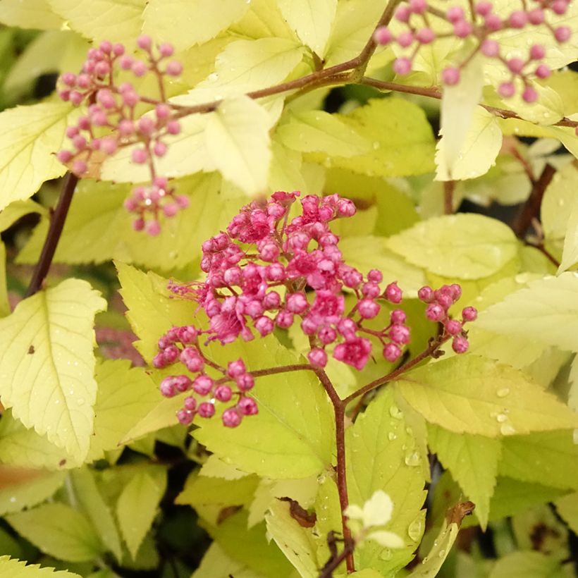 Spirea japonica Candlelight - Spirea del Giappone (Fioritura)