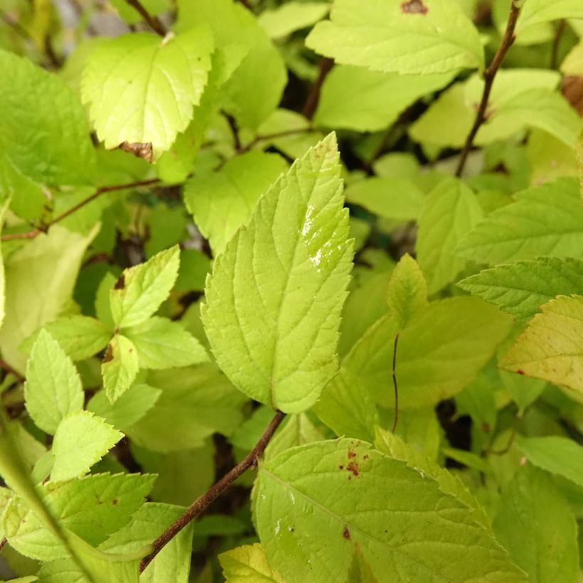 Spirea japonica Little Princess - Spirea del Giappone (Fogliame)