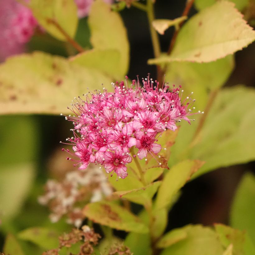 Spirea japonica Little Princess - Spirea del Giappone (Fioritura)