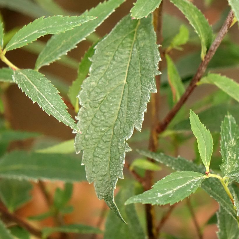 Spirea japonica Neon Flash - Spirea del Giappone (Fogliame)