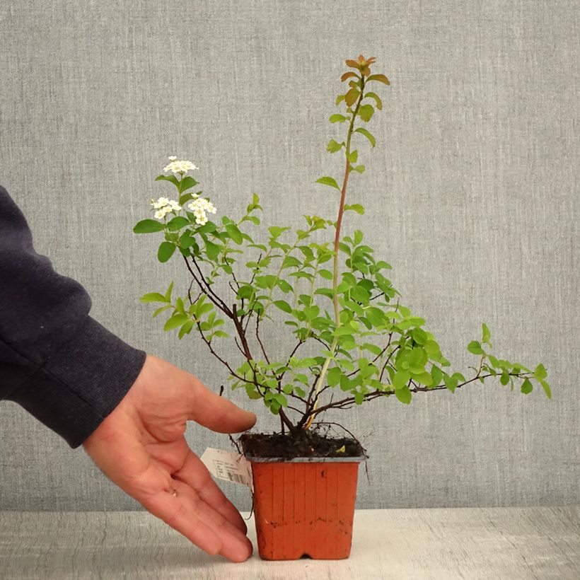 Spirée japonaise - Spiraea nipponica Halward's Silver - Godet de 8/9 cm esemplare consegnato in primavera