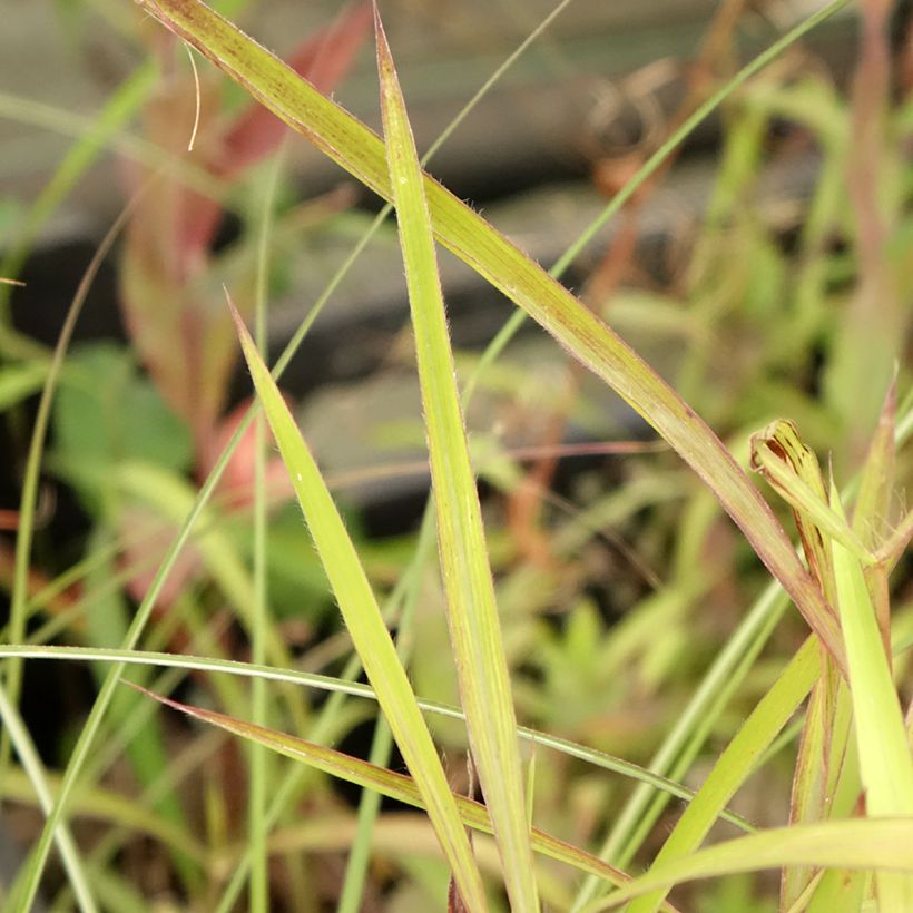 Spodiopogon sibiricus (Fogliame)