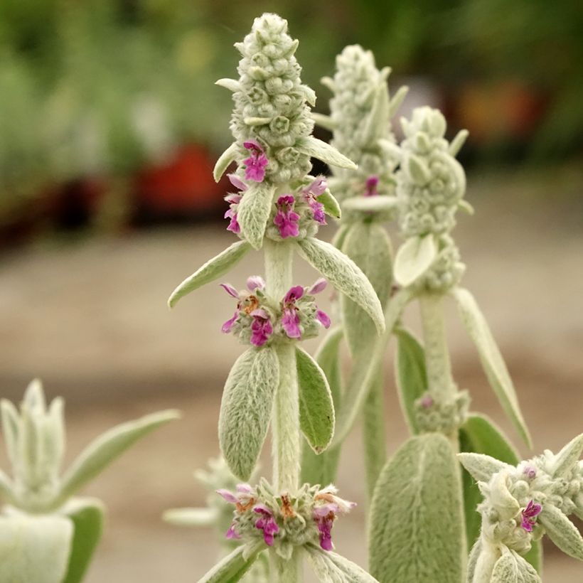 Stachys byzantina Big Ears - Stregona candida (Fioritura)