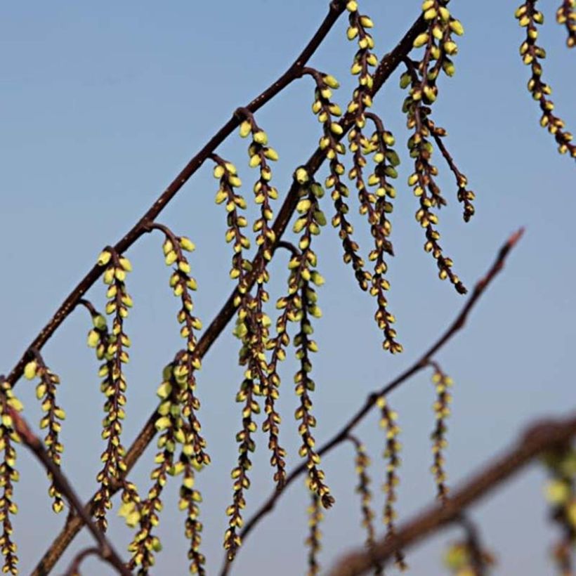 Stachyurus chinensis Celina (Fioritura)