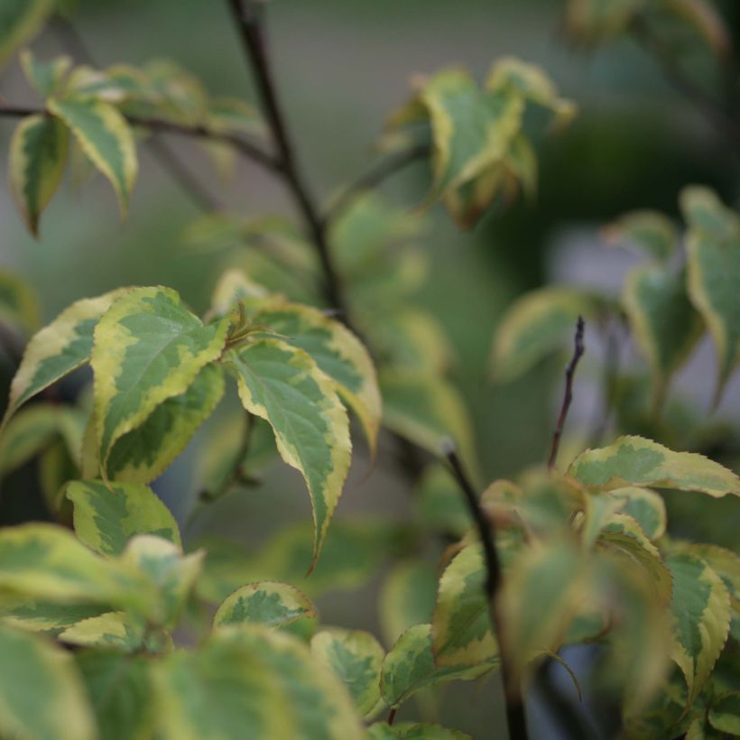 Stachyurus chinensis Joy Forever (Fogliame)