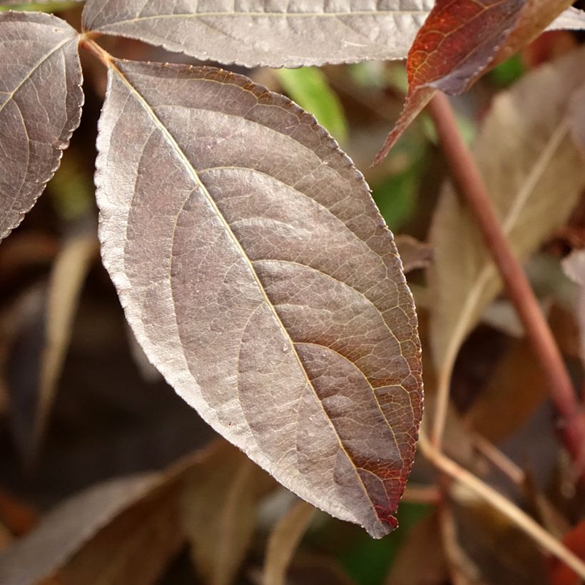 Staphylea colchica Black Beauty (Fogliame)