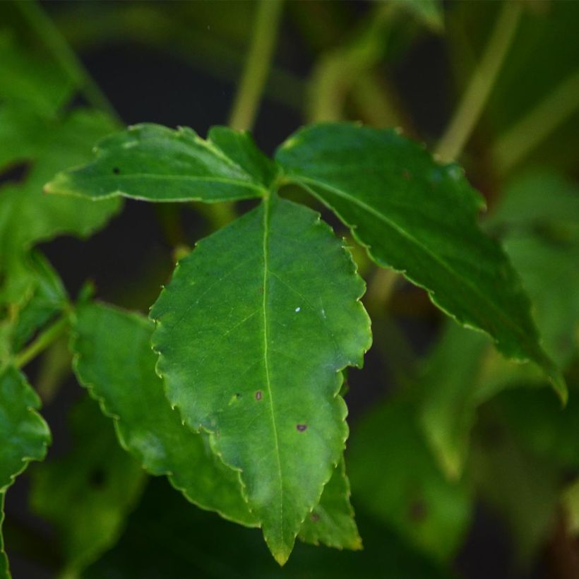 Staphylea colchica (Fogliame)