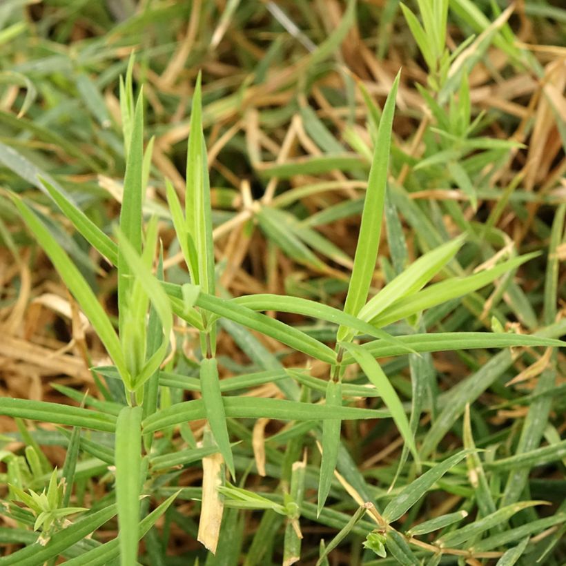 Stellaria holostea - Centocchio garofanina (Fogliame)