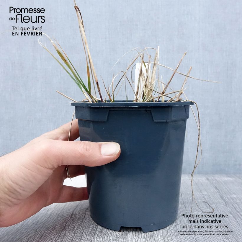 Stipa calamagrostis - Achnaterum en pot de 2/3 litres esemplare consegnato in inverno