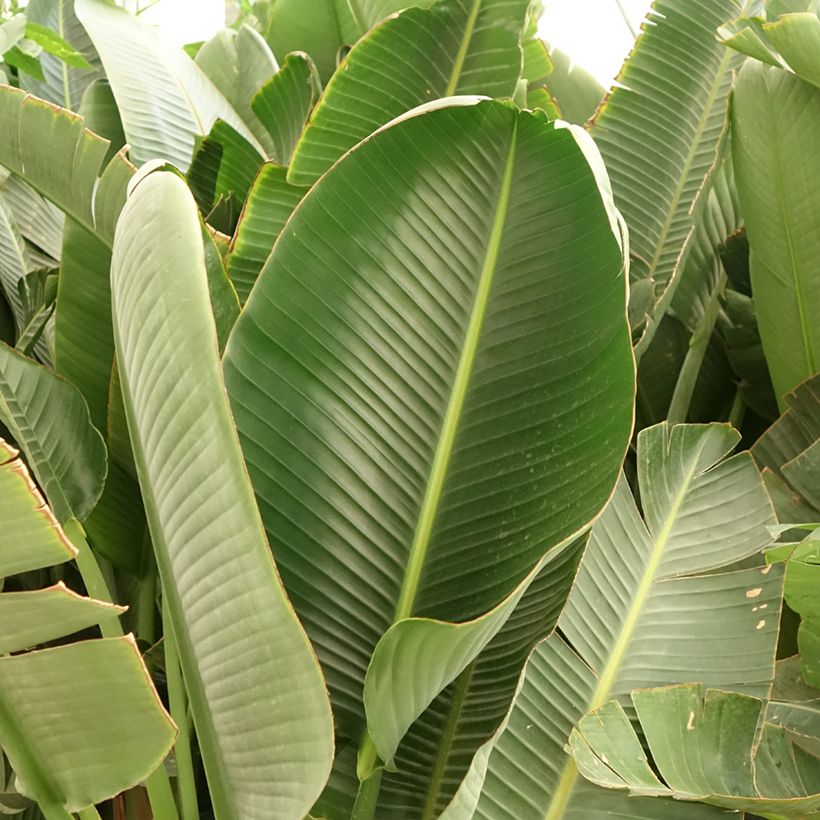 Strelitzia augusta - Uccello del paradiso (Fogliame)