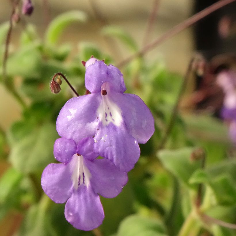 Streptocarpus saxorum Purple (Fioritura)