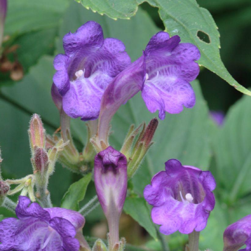 Strobilanthes penstemonoides (Fioritura)