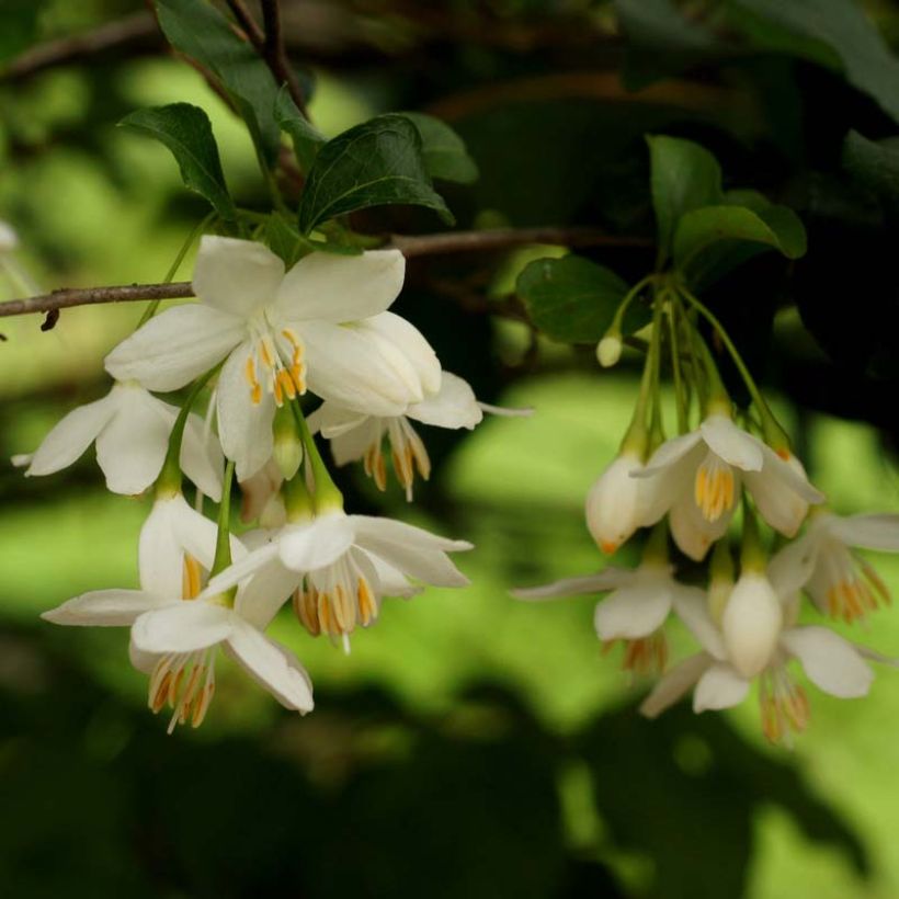 Styrax japonica (Fioritura)