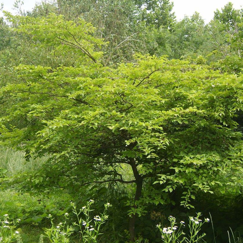 Styrax japonica (Fogliame)