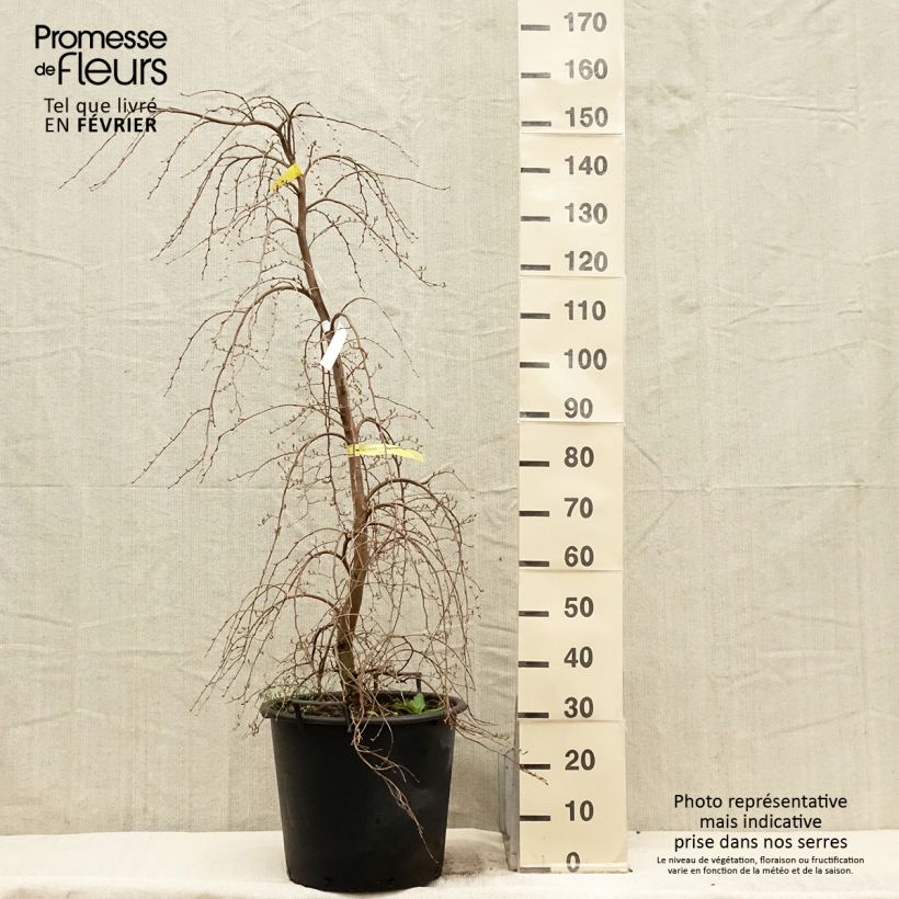 Styrax japonica Fragrant Fountain en pot de 30l/35l esemplare consegnato in inverno