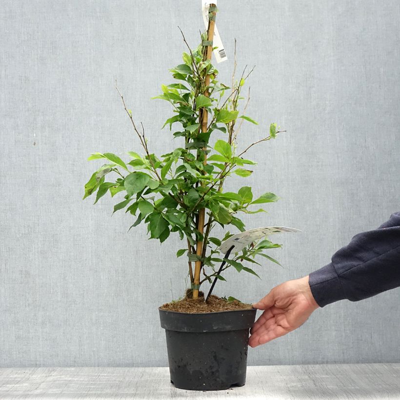 Styrax japonicus Snowfall - Styrax japonais - Pot de 4L/5L esemplare consegnato in primavera