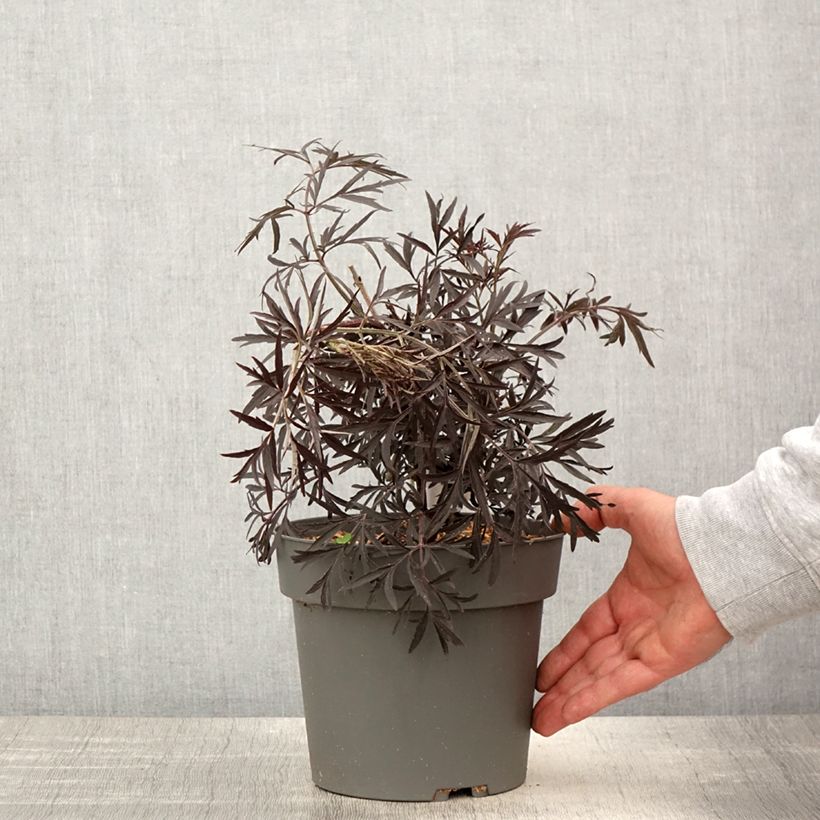 Sureau noir - Sambucus nigra Cherry Lace - Pot de 3L/4L esemplare consegnato in primavera